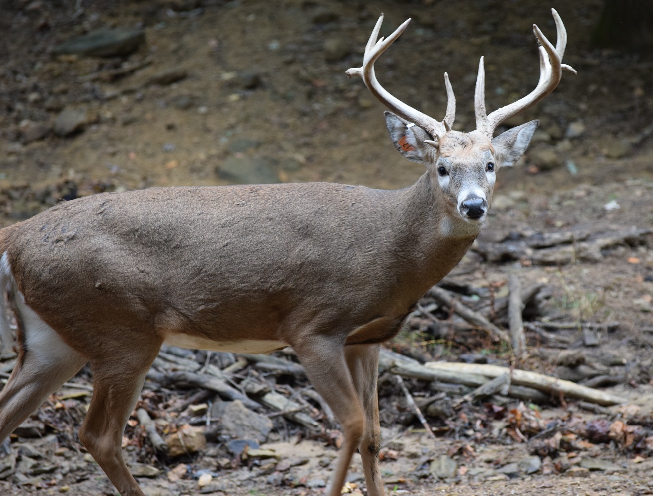 Hunting Selections Southern Ohio Hunting Preserve